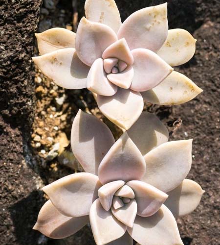 Integrating familismo into evidence-based trauma therapies to increase treatment engagement among Latine youth