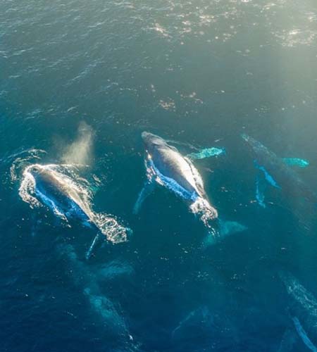 Double Trauma: Post-Migration Living Distress and Refugee Suicidality